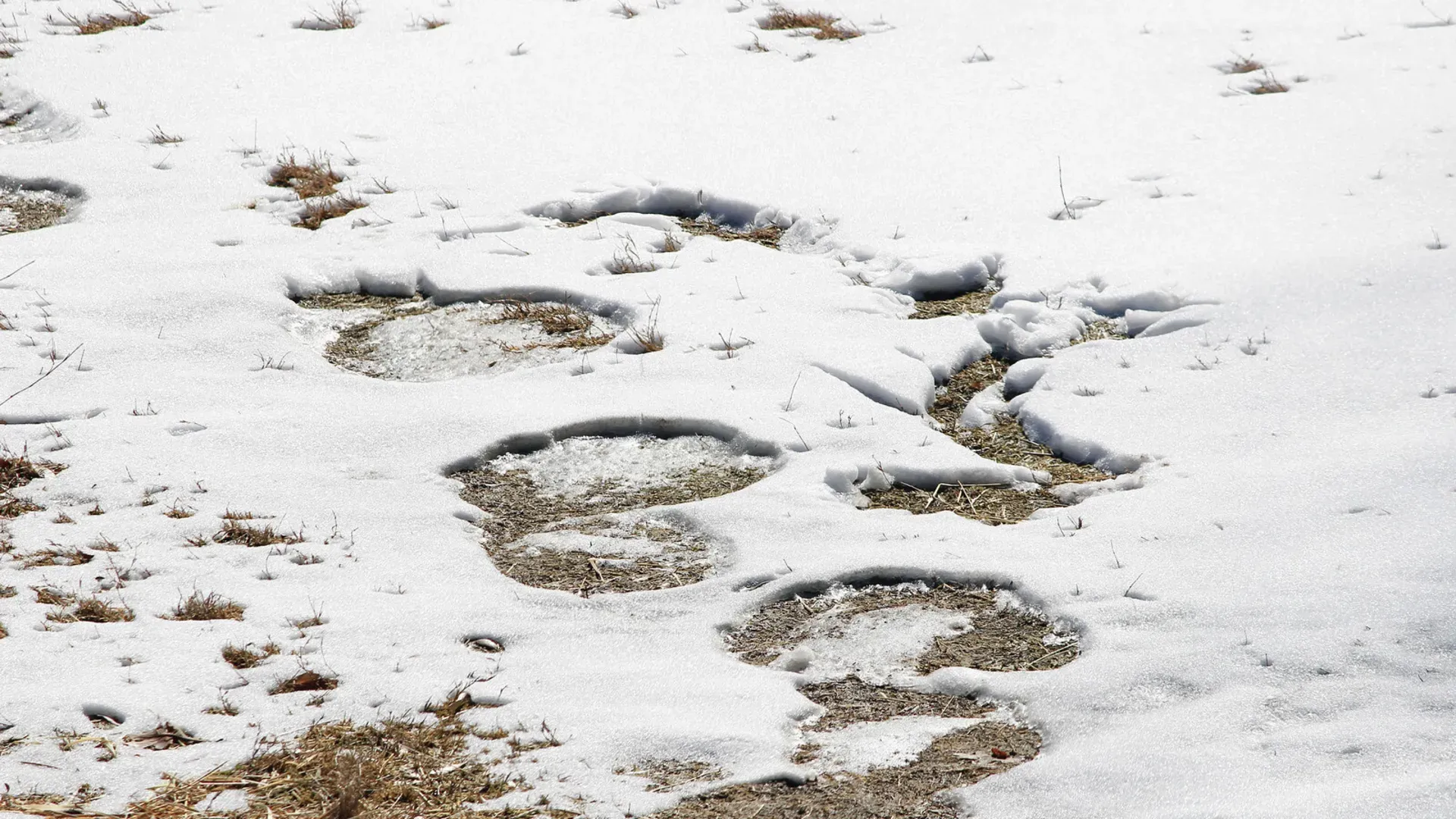 Photo of large round elephant footprints pressed into snow and dry grass
